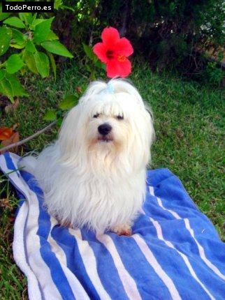 La foto del perro