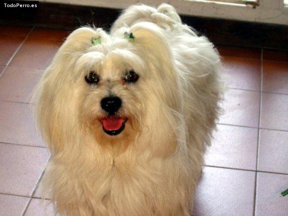 La foto del perro