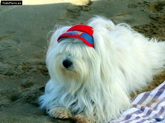 La foto del perro