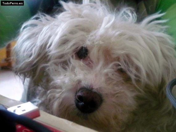 La foto del perro
