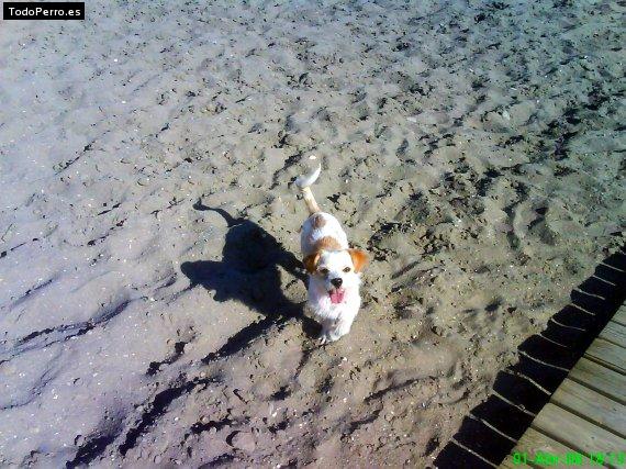 La foto del perro
