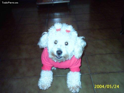 La foto del perro