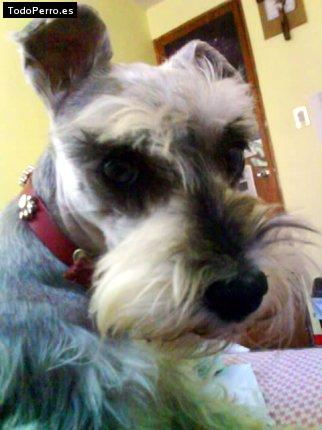 La foto del perro