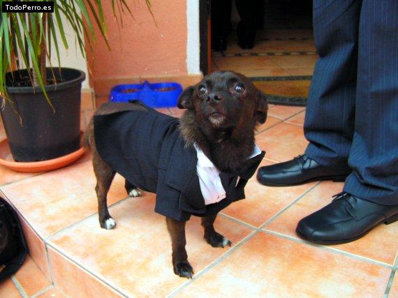 La foto del perro