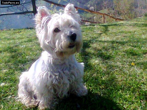 La foto del perro