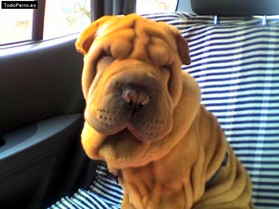 La foto del perro