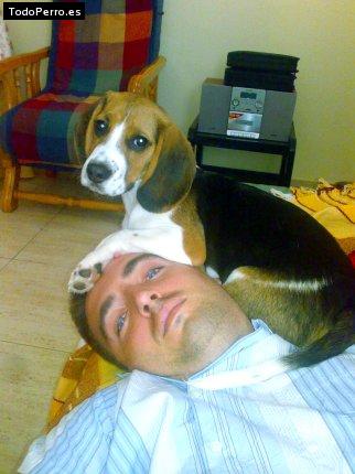 La foto del perro