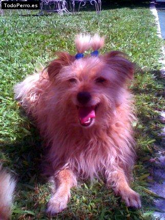La foto del perro