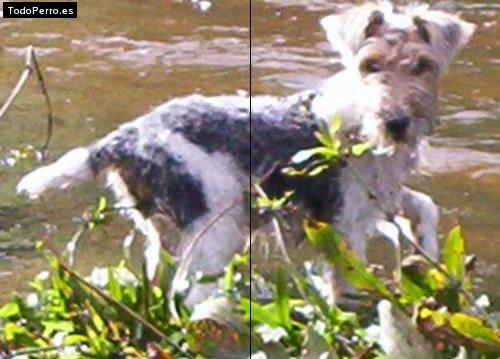 La foto del perro