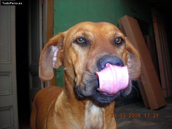 La foto del perro