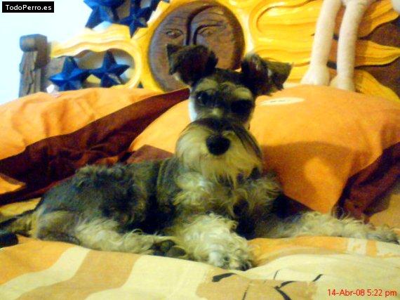 La foto del perro