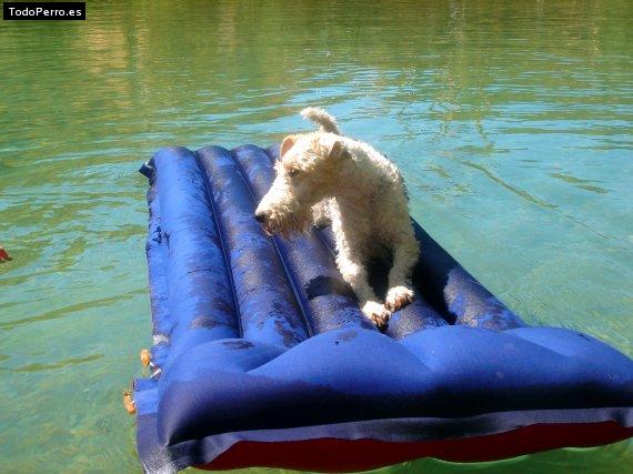 La foto del perro