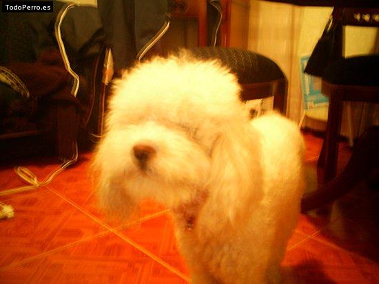 Foto del perro Munyeco
