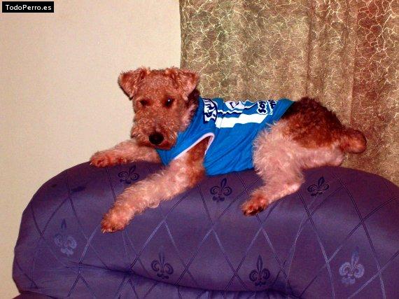 La foto del perro