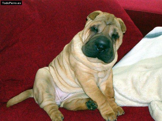 La foto del perro