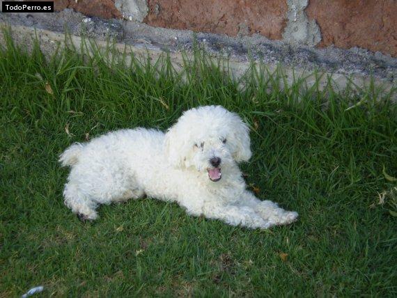 La foto del perro