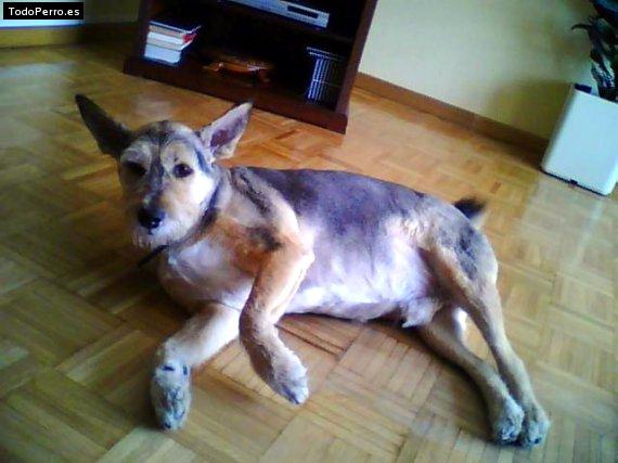 La foto del perro
