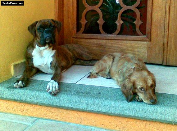 La foto del perro