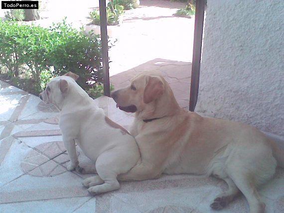 La foto del perro