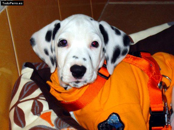 La foto del perro