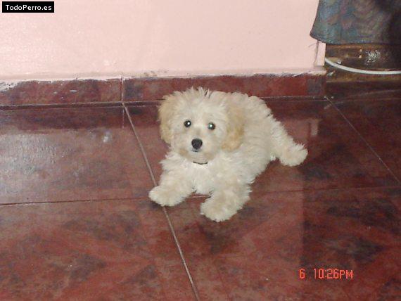 Foto del perro Cachupin