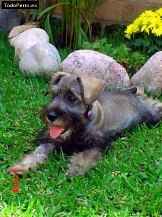 La foto del perro