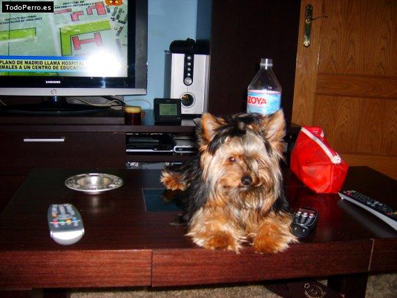 La foto del perro