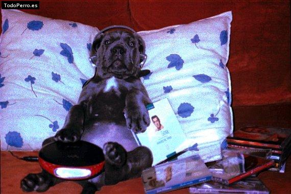 La foto del perro