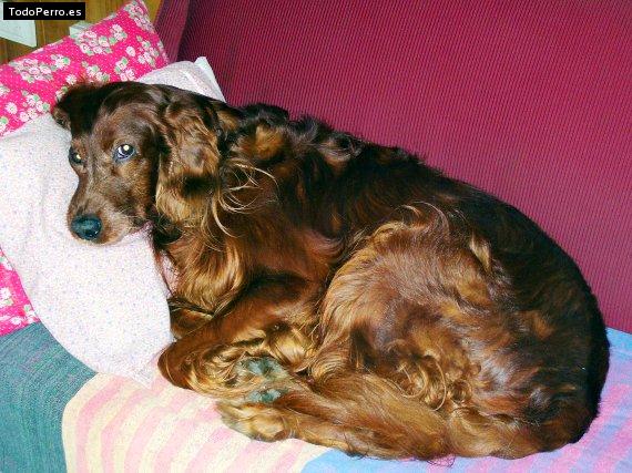 La foto del perro