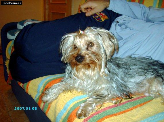 La foto del perro
