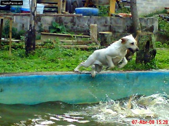 La foto del perro
