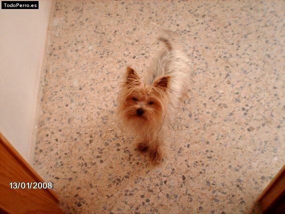 La foto del perro