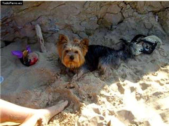 La foto del perro