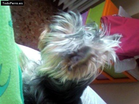 La foto del perro
