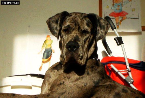 La foto del perro