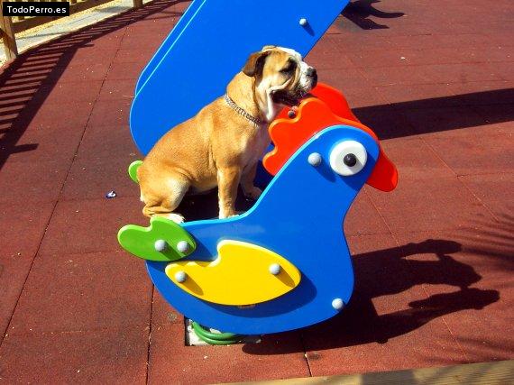 La foto del perro