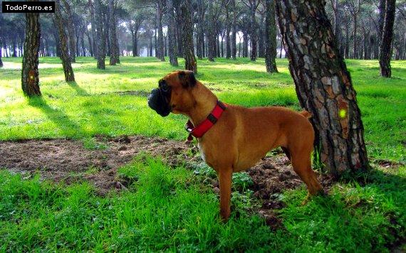 La foto del perro
