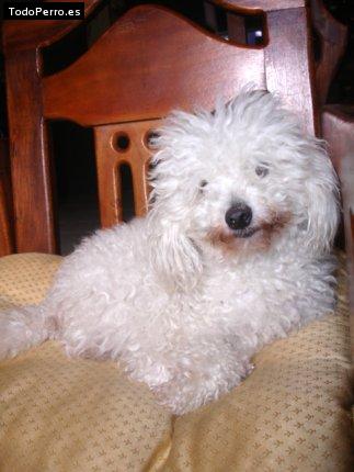 La foto del perro