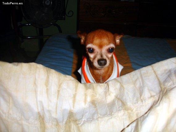 La foto del perro