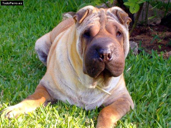 La foto del perro