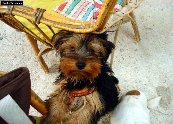 La foto del perro