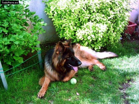 La foto del perro