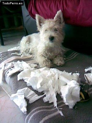 La foto del perro