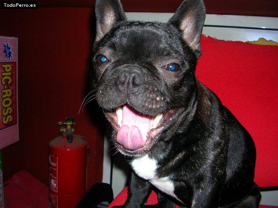 La foto del perro