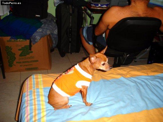 La foto del perro