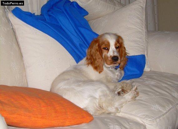La foto del perro