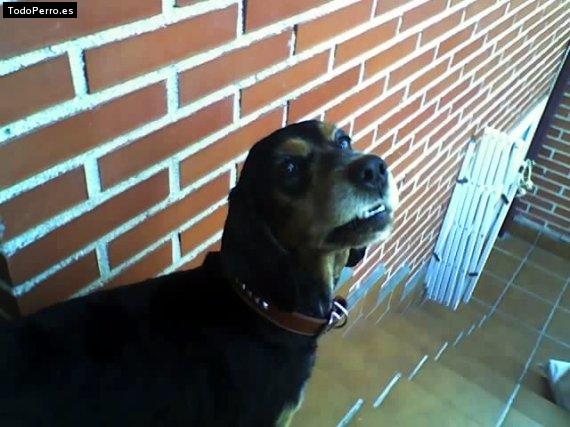 La foto del perro