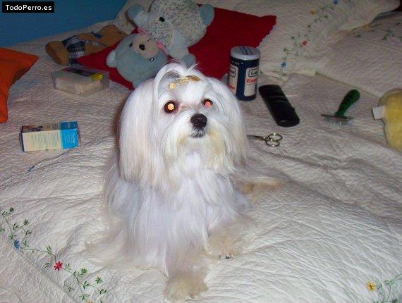 La foto del perro