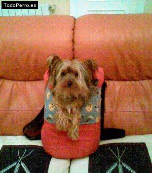 La foto del perro