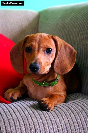 Foto del perro Rito tito